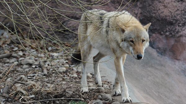 Волк. Архивное фото - Sputnik Кыргызстан