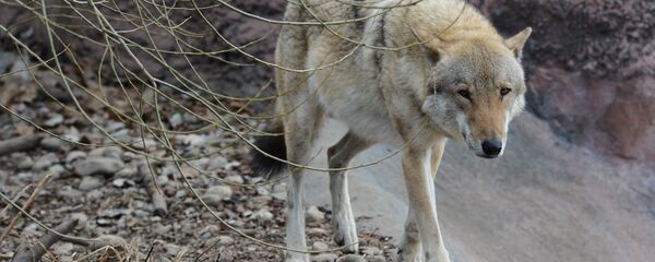 Московский зоопарк - Sputnik Кыргызстан