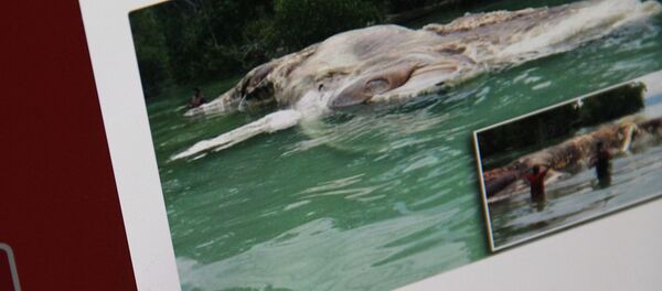 Обнаруженные останки странного существа на северном берегу острова Серам индонезийской провинции Малуку. Фото со страницы Твиттер пользователя Indonesia Breaking - Sputnik Кыргызстан