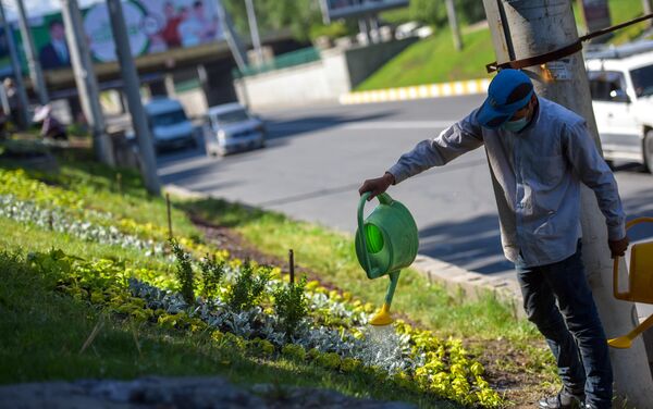 Сотрудник муниципального предприятия Зеленстрой во время полива клумбы в Бишкеке - Sputnik Кыргызстан