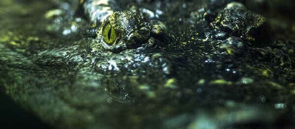 Террариум Московского зоопарка Террариум Московского зоопарка - Sputnik Кыргызстан