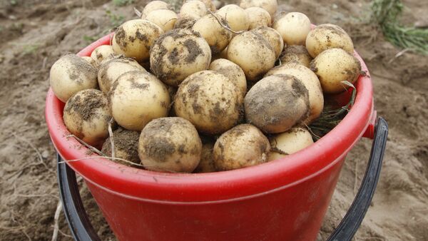 Уборка картофеля в Белоруссии - Sputnik Кыргызстан