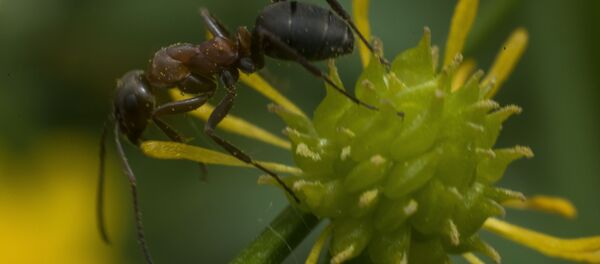 Курт-кумурскалар. Архивное фото - Sputnik Кыргызстан
