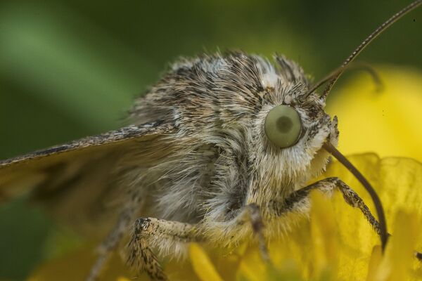 Насекомые в Бишкеке - Sputnik Кыргызстан