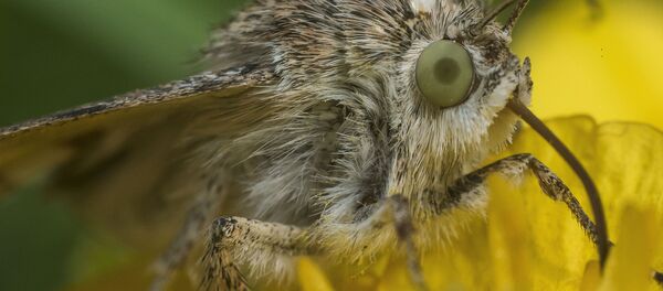 Насекомые в Бишкеке - Sputnik Кыргызстан