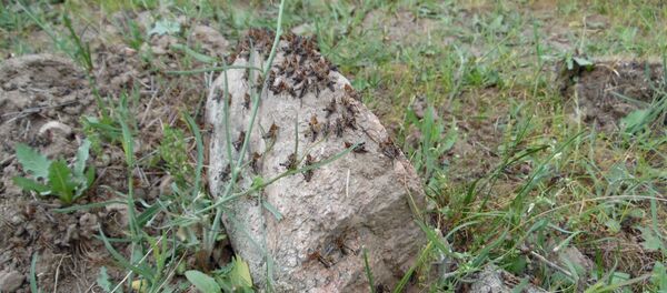 Борьба с саранчой в Чуйской области Борьба с саранчой в Чуйской области - Sputnik Кыргызстан