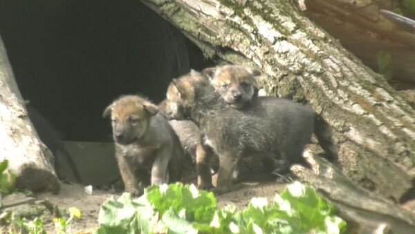 Волчата исследовали территорию и дрались за внимание мамы в зоопарке США - Sputnik Кыргызстан