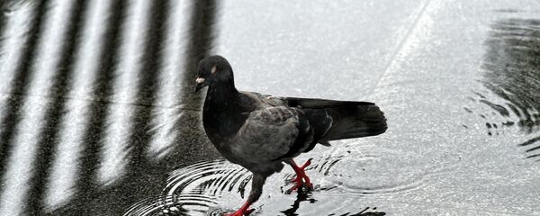 Дождь в Сингапуре Дождь в Сингапуре - Sputnik Кыргызстан