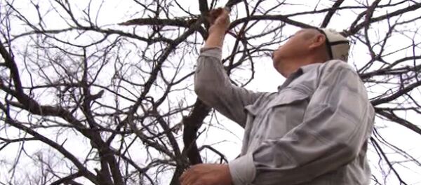 Баткен: суу тартыштыгынан чек арадагы өрүк бактары куурап чоң көйгөйгө айланууда - Sputnik Кыргызстан