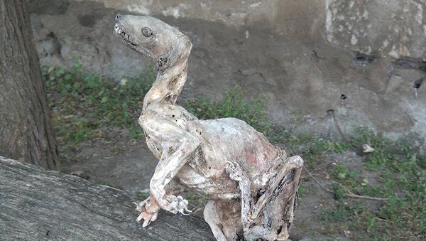 В Азербайджане найден мумифицированный скелет неизвестного существа - Sputnik Кыргызстан