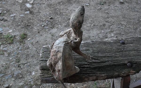 Находка напоминает скелет какого-то мелкого динозавра. - Sputnik Кыргызстан