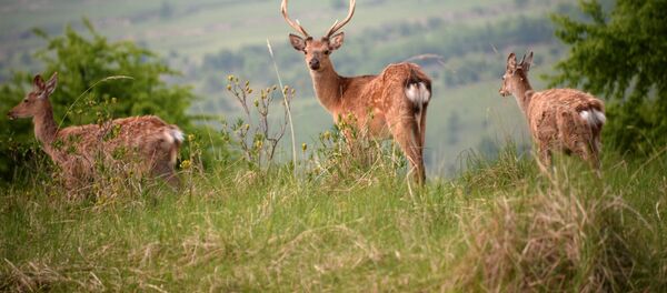 Тоодогу эликтер. Архив - Sputnik Кыргызстан