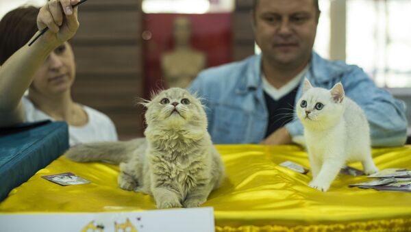 Выставка кошек в торговом центре Beta Stores в Бишкеке - Sputnik Кыргызстан
