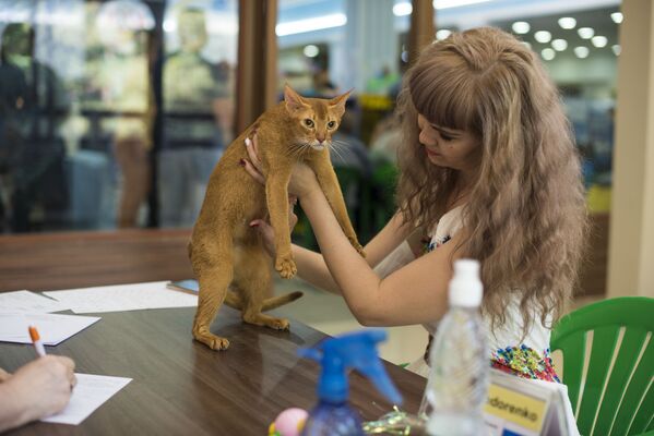Выставка кошек в торговом центре Beta Stores в Бишкеке - Sputnik Кыргызстан
