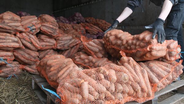 Погрузка моркови на складе. Архивное фото - Sputnik Кыргызстан