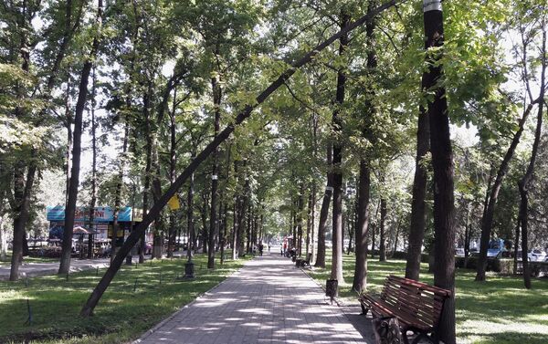 Мужчина увидел это дерево утром на проспекте между улицами Киевской и Токтогула. - Sputnik Кыргызстан