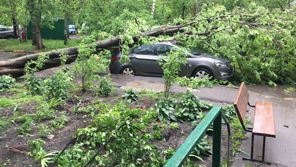 Сломанное ураганом дерево, во дворе жилого дома в Москве. - Sputnik Кыргызстан