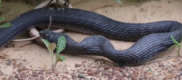 Одна змея побывала в желудке другой и выжила — видео, снятое супругами - Sputnik Кыргызстан