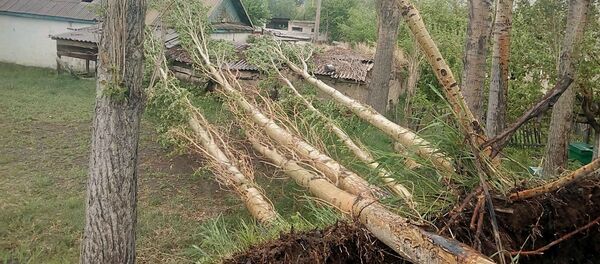 Последствия сильного ветра в Нарыне Последствия сильного ветра в Нарыне - Sputnik Кыргызстан