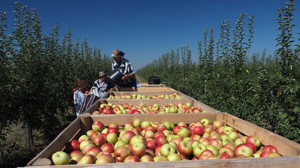 Сбор яблок в Краснодарском крае - Sputnik Кыргызстан