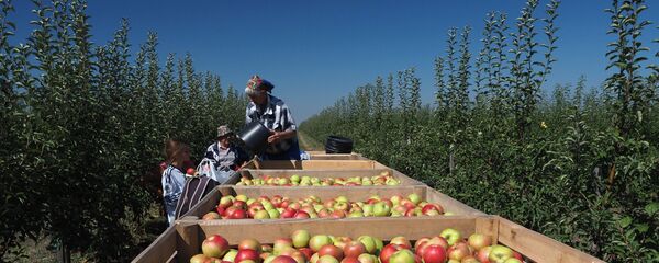 Сбор яблок в Краснодарском крае - Sputnik Кыргызстан
