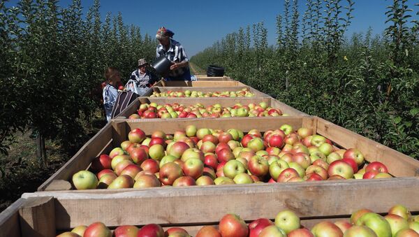 Сбор яблок в Краснодарском крае - Sputnik Кыргызстан