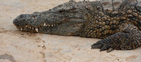 Крокодиловая ферма на острове Джерба в Тунисе - Sputnik Кыргызстан