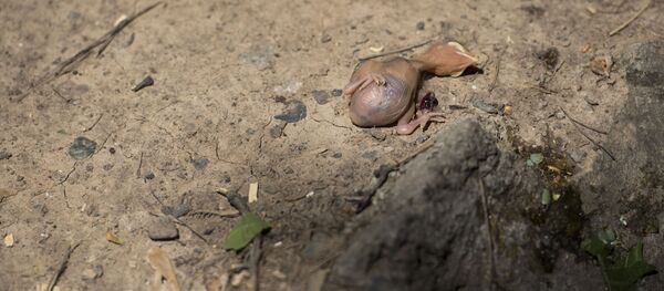 Вырубка деревьев на улице Токтоналиева в Бишкеке - Sputnik Кыргызстан