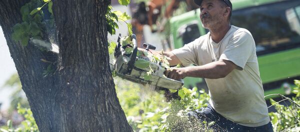 Сотрудник муниципальной службы во время вырубки деревьев. Архивное фото - Sputnik Кыргызстан