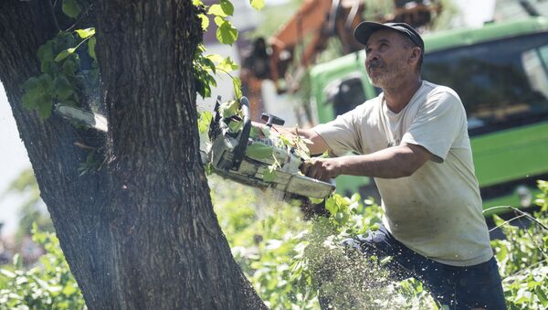 Сотрудник муниципальной службы во время вырубки деревьев. Архивное фото - Sputnik Кыргызстан