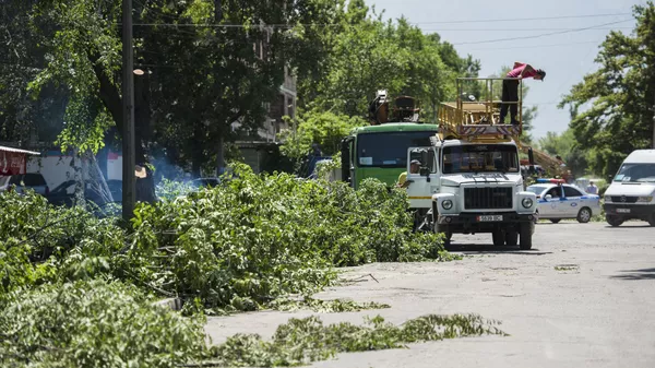 Вырубка деревьев в Бишкеке - Sputnik Кыргызстан