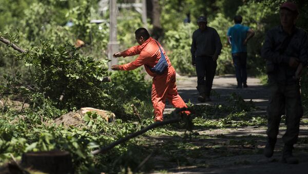 Вырубка деревьев на улице Токтоналиева в Бишкеке - Sputnik Кыргызстан