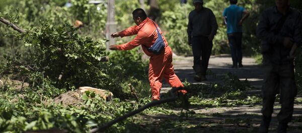Вырубка деревьев на улице Токтоналиева в Бишкеке Вырубка деревьев на улице Токтоналиева в Бишкеке - Sputnik Кыргызстан