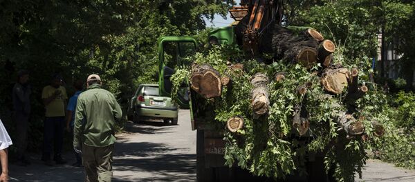 Сотрудники муниципальных служб во время вырубки деревьев на улице Токтоналиева в Бишкеке Сотрудники муниципальных служб во время вырубки деревьев на улице Токтоналиева в Бишкеке - Sputnik Кыргызстан