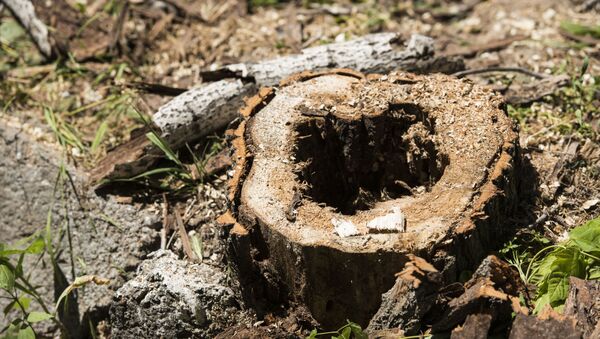 Пень вырубленного дерева. Архивное фото - Sputnik Кыргызстан