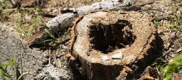 Кыйылган дарак. Архив Кыйылган дарак. Архив - Sputnik Кыргызстан