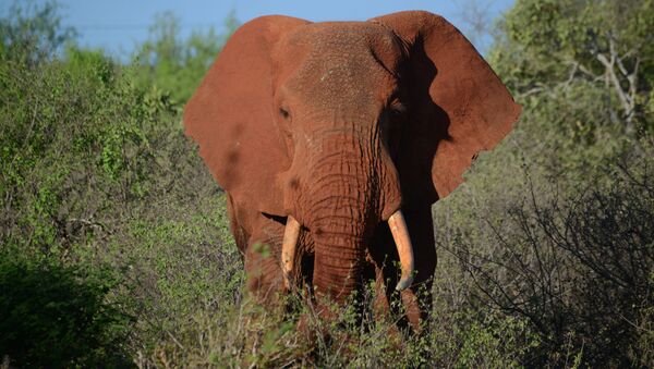 Слон в заповеднике в Кении. Архивное фото - Sputnik Кыргызстан