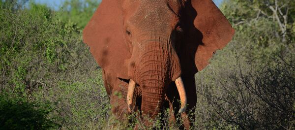 Слон в заповеднике в Кении. Архивное фото Слон в заповеднике в Кении. Архивное фото - Sputnik Кыргызстан