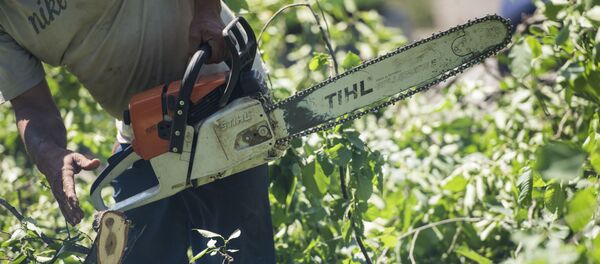Сотрудник муниципальной службы с бензопилой во время вырубки деревьев. Архивное фото - Sputnik Кыргызстан