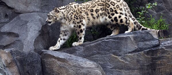 Центральный зоопарк в Нью-Йорке - Sputnik Кыргызстан