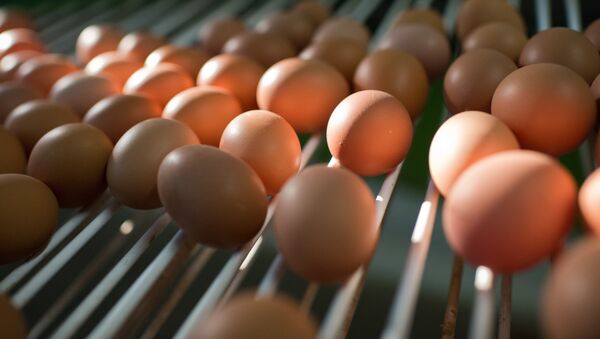 Куриные яйца. Архивное фото - Sputnik Кыргызстан