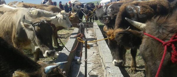 Нарын облусунда жардамга муктаж болгон 250 үй-бүлөгө бирден музоолуу уй тапшырылды - Sputnik Кыргызстан