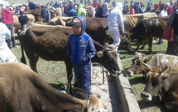 Нарын облусунда жардамга муктаж болгон 250 үй-бүлөгө бирден музоолуу уй тапшырылды - Sputnik Кыргызстан