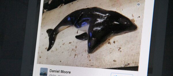 Снимок с социальной сети twitter пользователя Daniel Moore‏. Двухголовый дельфин - Sputnik Кыргызстан