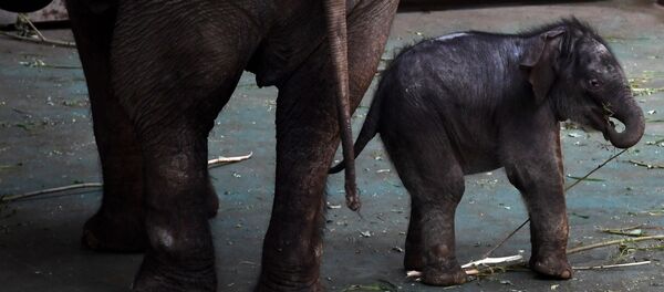 Зоопарктагы пилдин баласы. Архив - Sputnik Кыргызстан