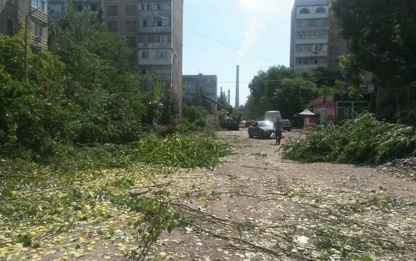 Начальник участка по Свердловскому району МП Зеленстрой Билимбек Кыдыргычев сообщил корреспонденту Sputnik Кыргызстан, что вырублено 52 дерева, из них 41 было аварийным - Sputnik Кыргызстан