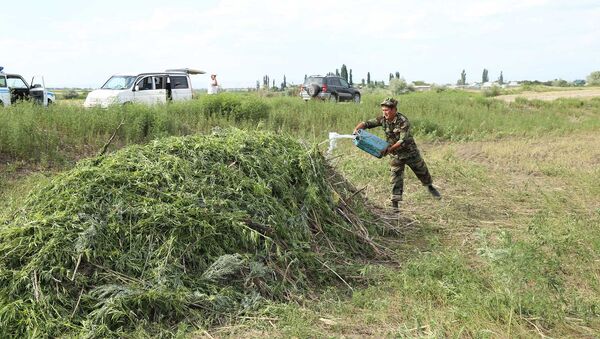 Уничтожение 4 гектаров дикорастущей конопли на территории Сокулукского района - Sputnik Кыргызстан
