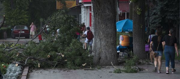 Упавшие ветки деревьев из-зи сильного ветра в Бишкеке. Архивное фото Упавшие ветки деревьев из-зи сильного ветра в Бишкеке. Архивное фото - Sputnik Кыргызстан
