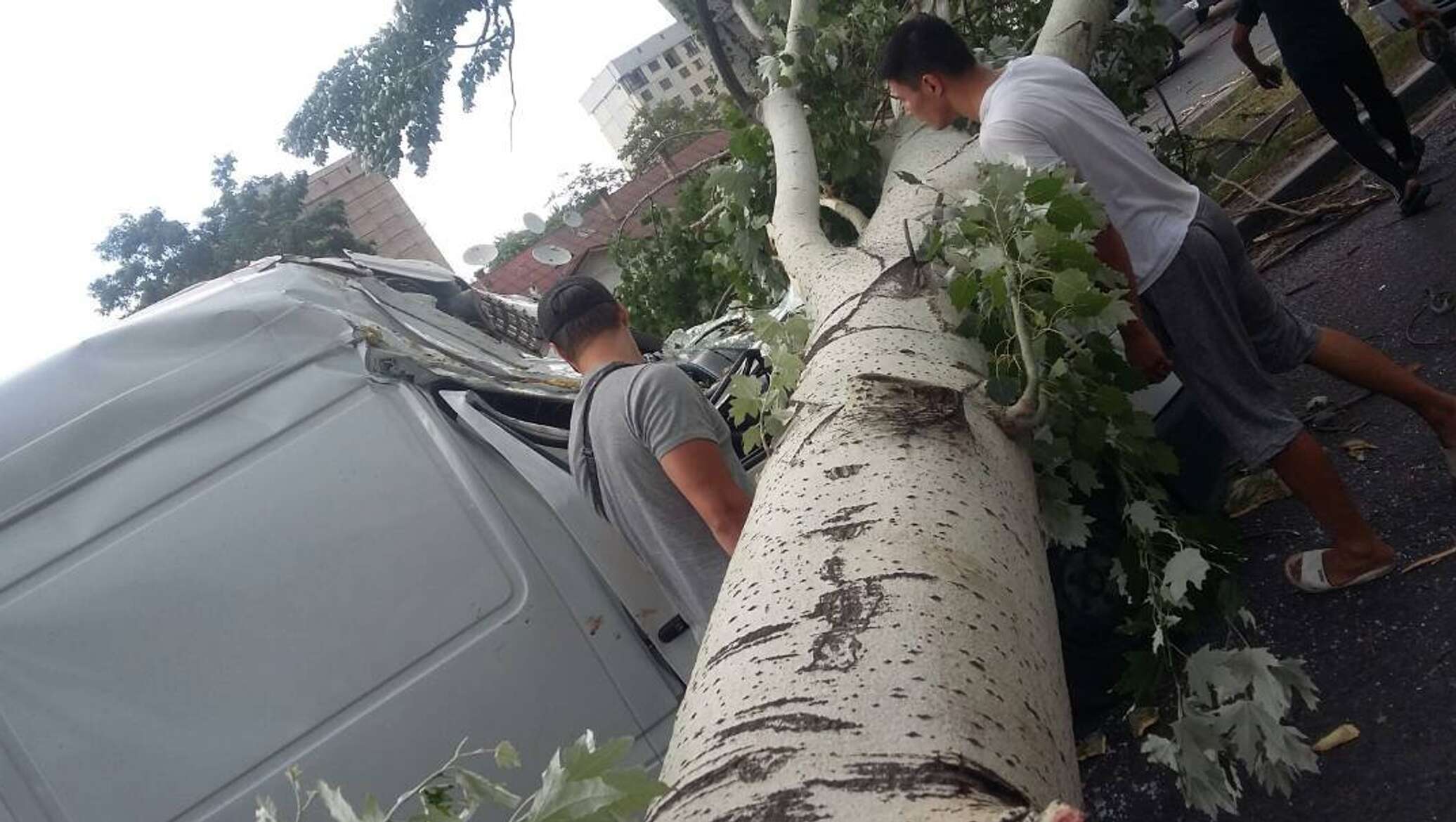 Ураган в киргизии. Огромный Тополь. Ураган в Бишкеке. Деревья в Бишкеке. Тополя Бишкек.