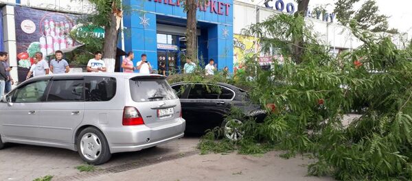 Бишкектеги катуу шамалдын кесепети Бишкектеги катуу шамалдын кесепети - Sputnik Кыргызстан